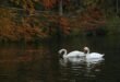 white swan on river during daytime