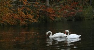white swan on river during daytime