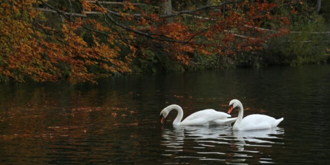 white swan on river during daytime