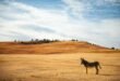 a kangaroo walking on a dirt road