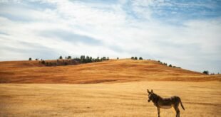 a kangaroo walking on a dirt road