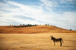a kangaroo walking on a dirt road