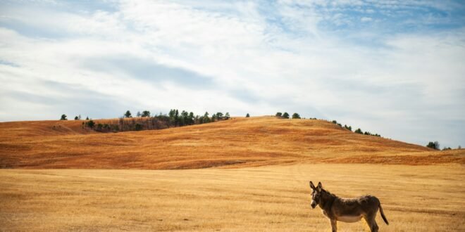 a kangaroo walking on a dirt road