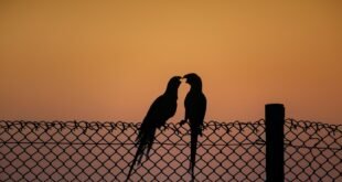 a couple of birds sitting on top of a fence