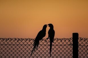 a couple of birds sitting on top of a fence