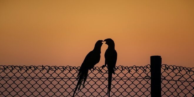 a couple of birds sitting on top of a fence