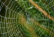 water droplets on spider web in close up photography