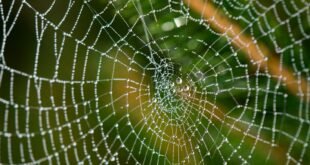 water droplets on spider web in close up photography