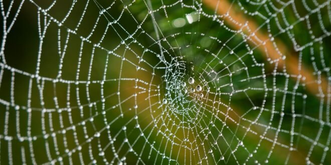 water droplets on spider web in close up photography